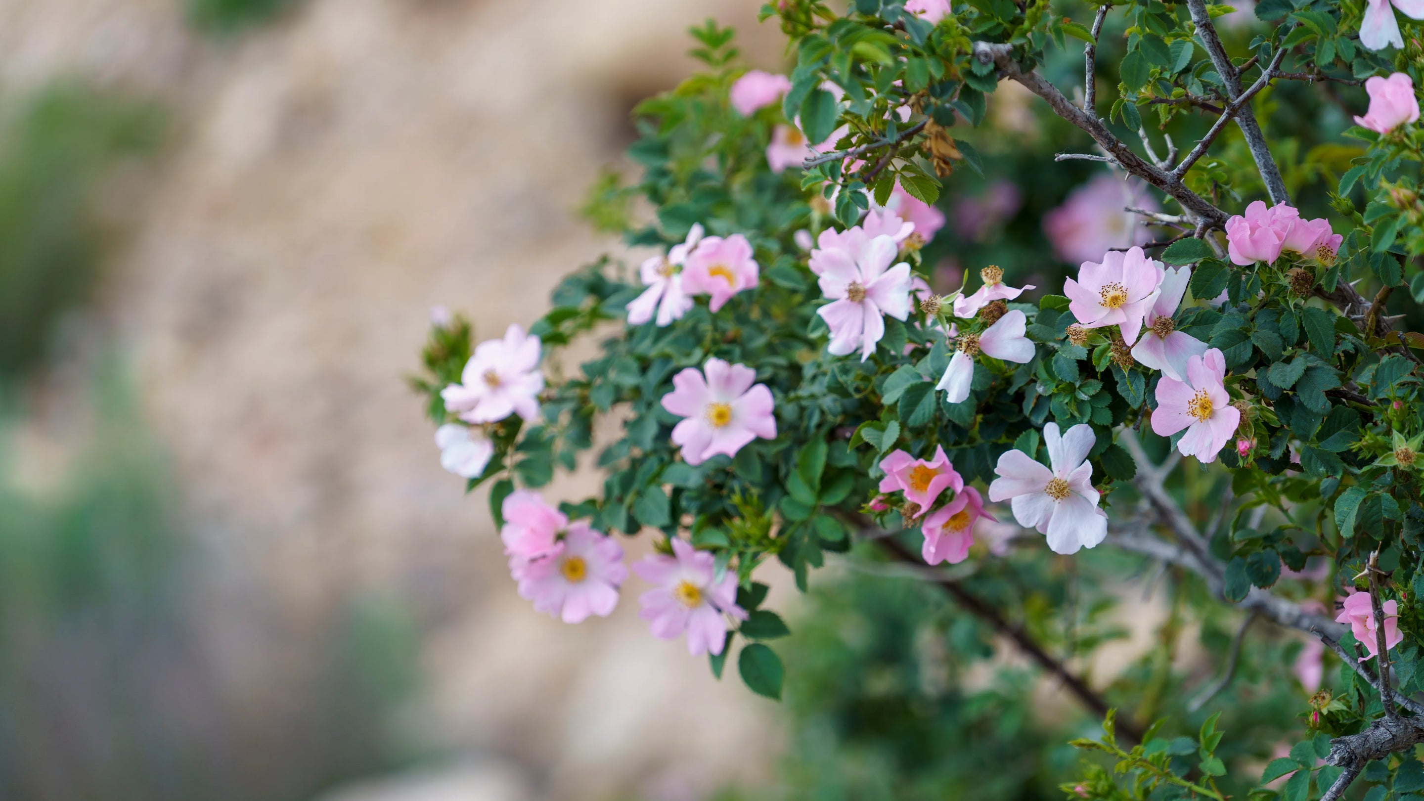 Découvrez les fleurs d'églantier : l'alternative sauvage et puissante pour la peau et l'immunité. Recettes, infusions et vertus de cette fleur "feel-good"