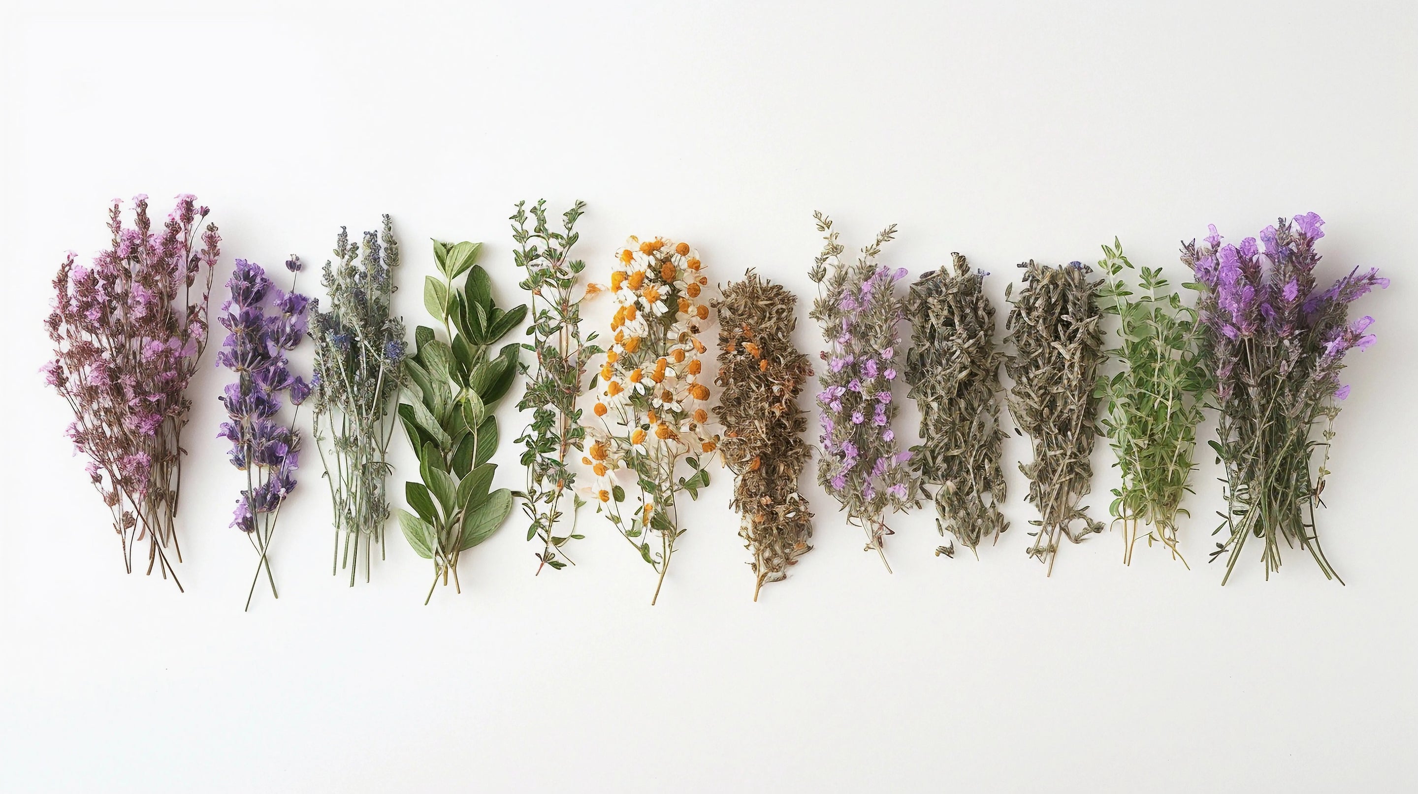 Vue de dessus d'un alignement horizontal de diverses plantes médicinales séchées et fraîches, incluant de la lavande, de la camomille et du thym, disposées sur un fond blanc neutre