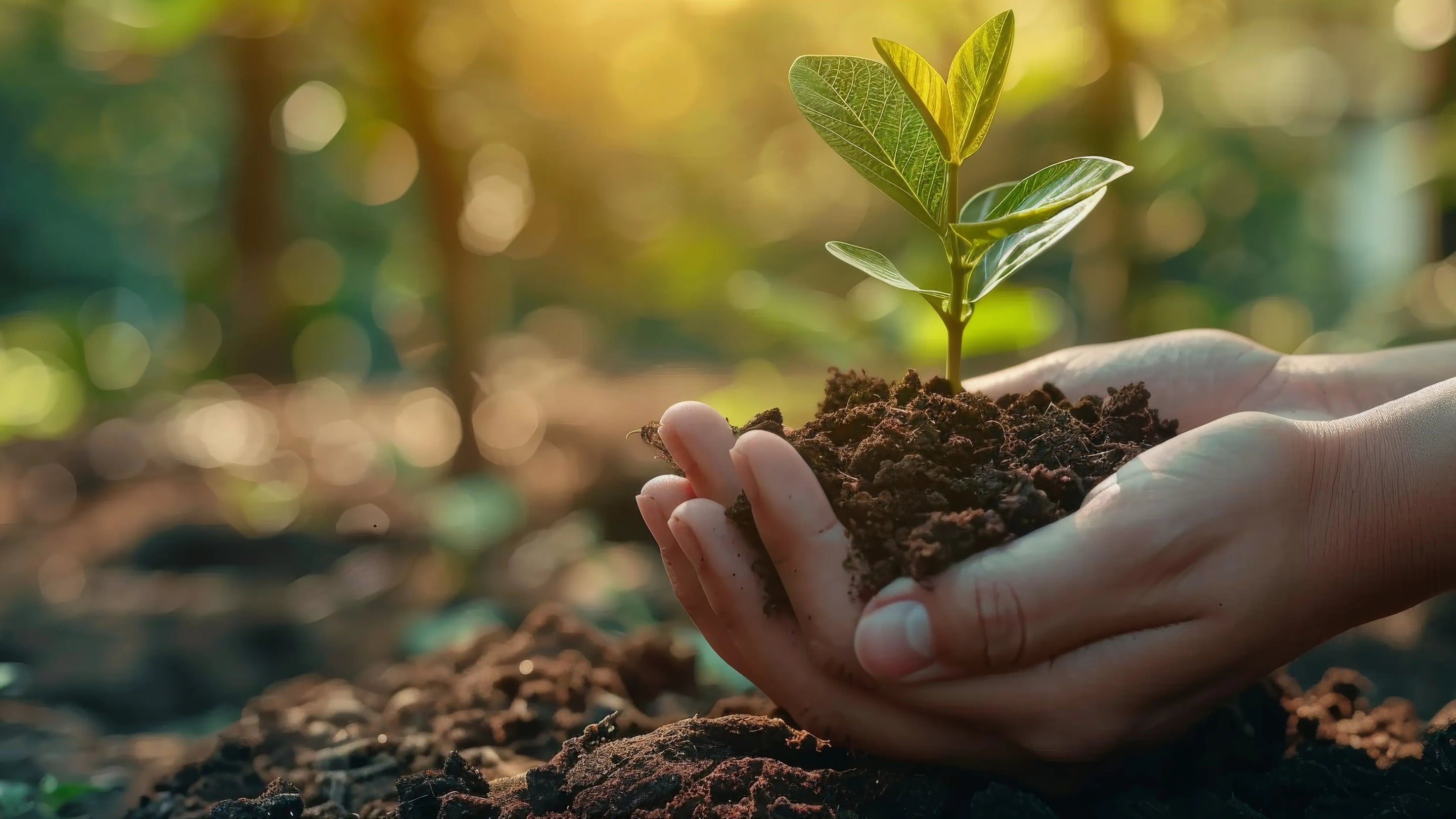 Gros plan de deux mains protectrices tenant une jeune plante verte en pleine croissance avec de la terre, dans un jardin potager au coucher du soleil avec un effet de lumière dorée