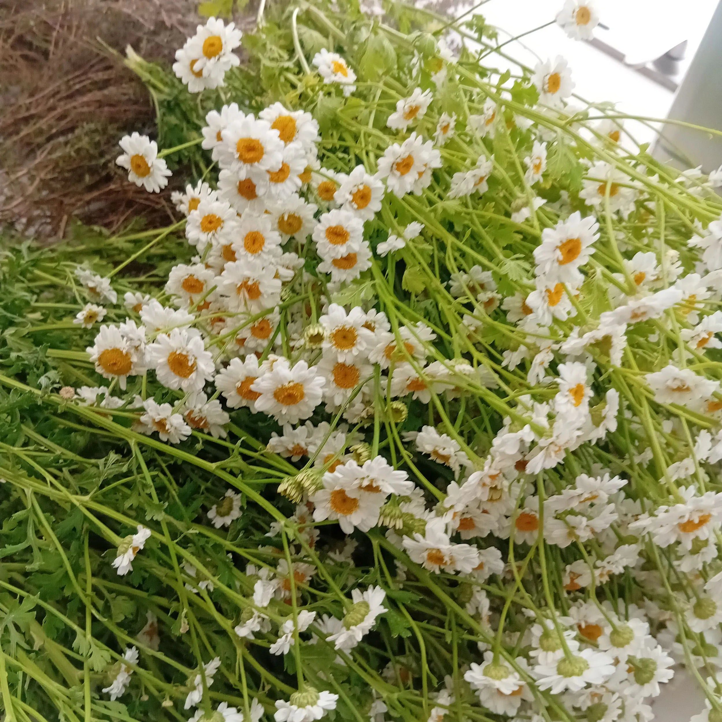 Vue rapprochée de fleurs de camomille matricaire (camomille sauvage) aux pétales blancs et cœurs jaunes, entourées de feuilles vertes ramifiées après la récolte. Image