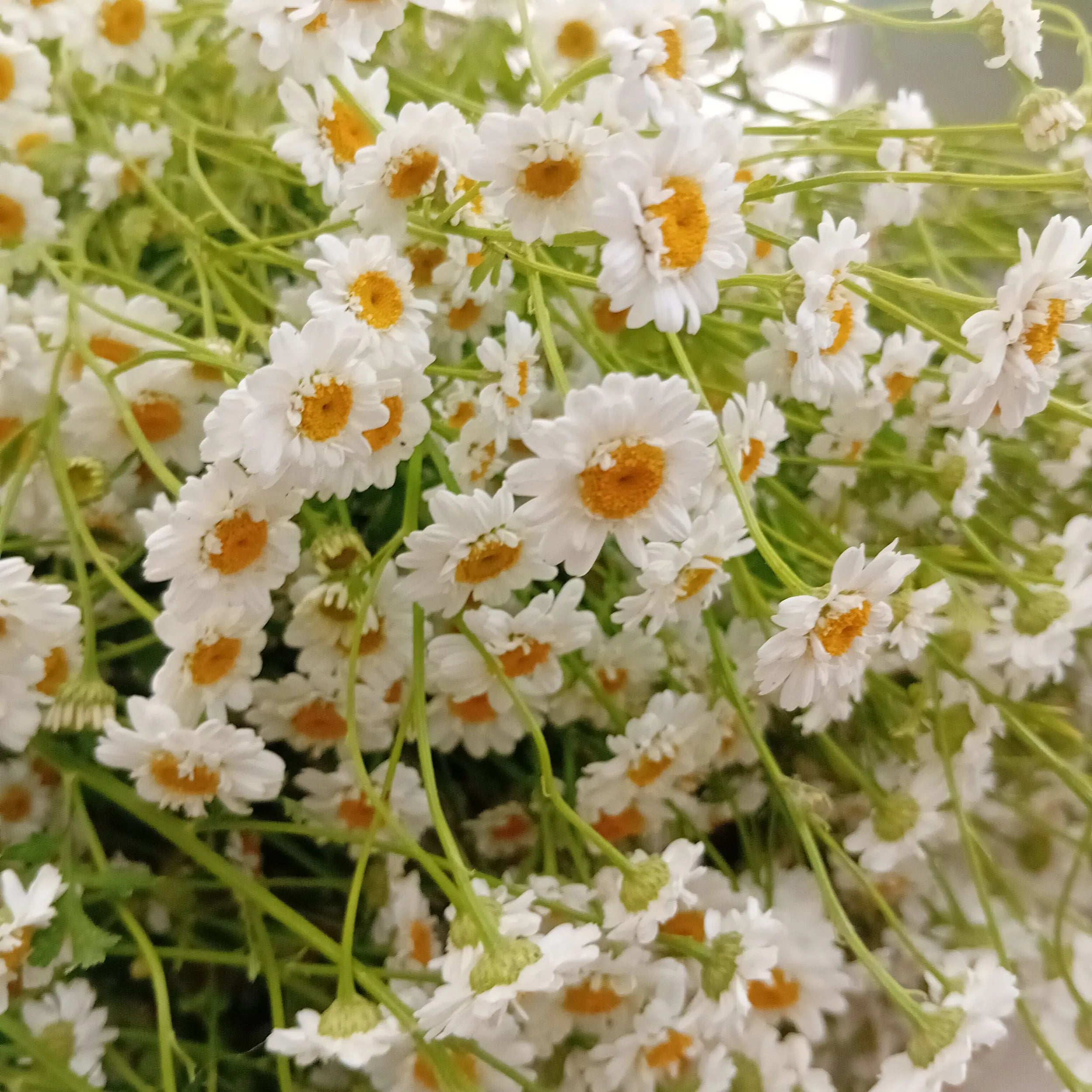 Un grand bouquet de fleurs de camomille sauvage fraîchement cueillies avec leurs tiges vertes, posé sur une table blanche. Idéal pour la phytothérapie ou la décoration florale. Image