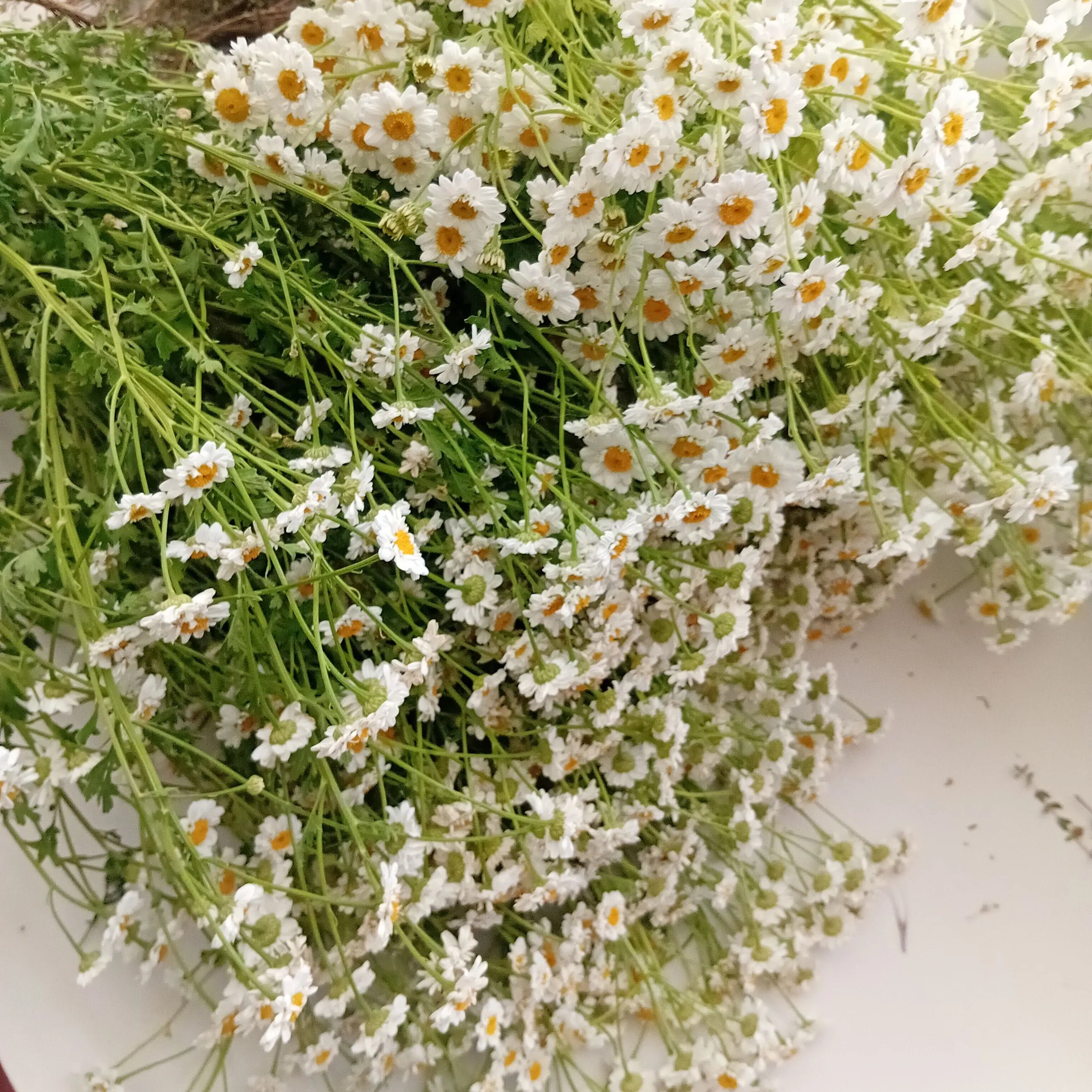 Gros plan détaillé sur des fleurs de camomille blanche et jaune, prêtes pour être séchées ou utilisées en infusion de plantes naturelle. Image