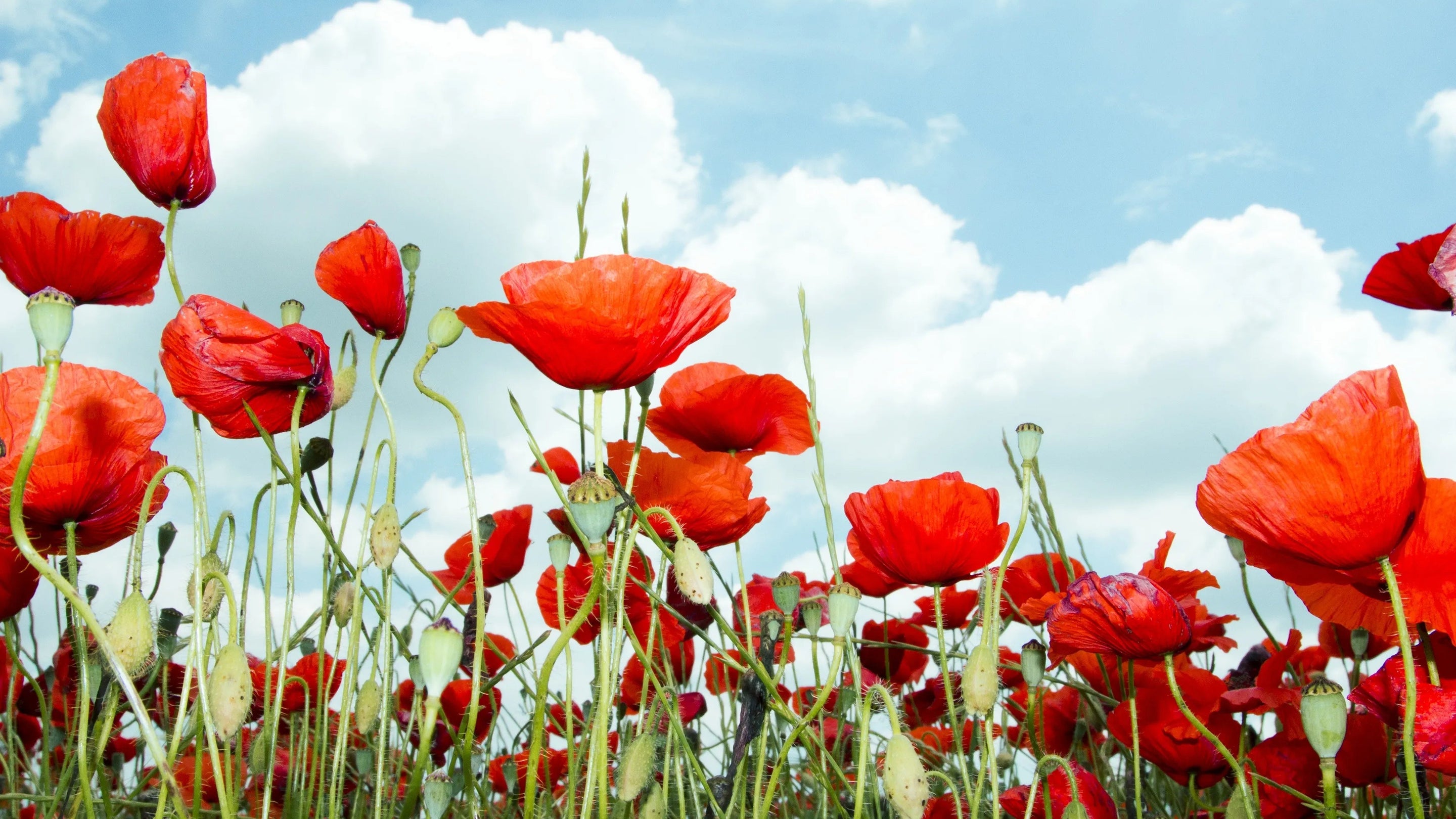 Gros plan en contre-plongée de coquelicots rouges épanouis dans un champ sauvage, avec des boutons floraux et un ciel d'été parsemé de nuages blancs en arrière-plan